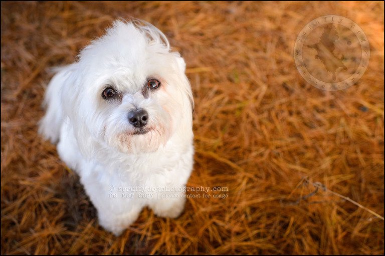 19 toronto ontario pet photography ava winston-31