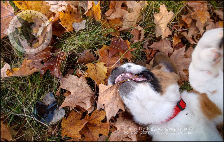 01 Brampton pet photographer puppy chevy dakota kozak-462