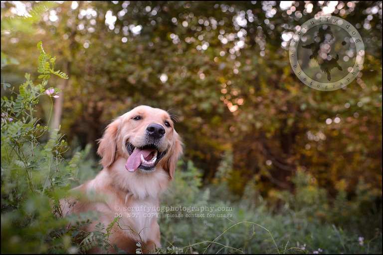 01 London pet photographer golden retriever brandi landry-17
