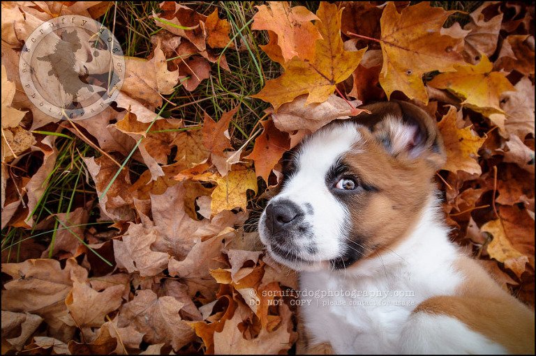 02 Brampton pet photographer puppy chevy dakota kozak-476-Edit