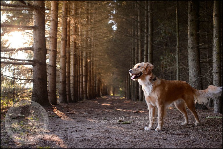 02 London pet photographer golden retriever brandi landry-60