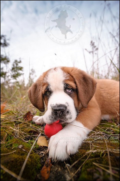 03 Brampton pet photographer puppy chevy dakota kozak-111