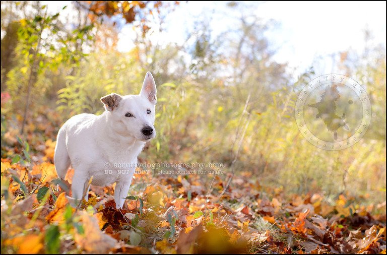 03 Burlington pet photographer jack russell cosmo debenedetti-255