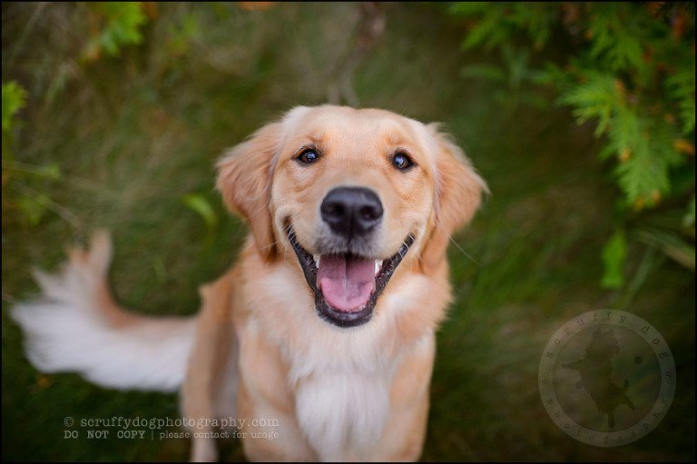 03 London pet photographer golden retriever brandi landry-96