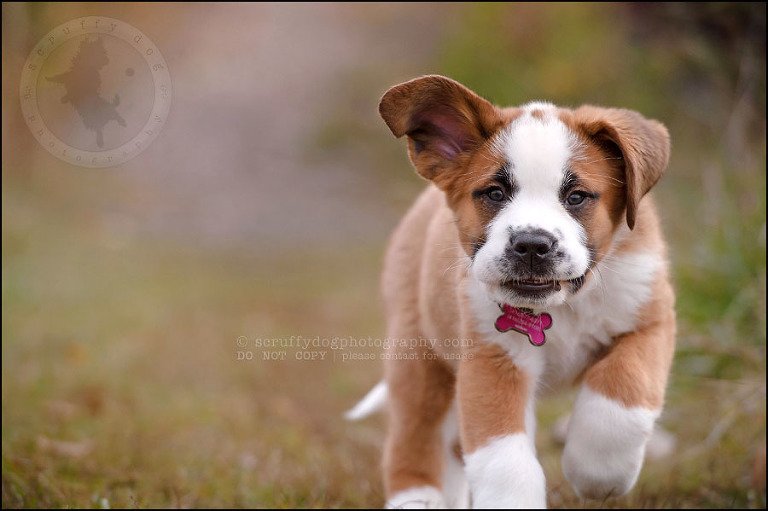 04 Brampton pet photographer puppy chevy dakota kozak-251