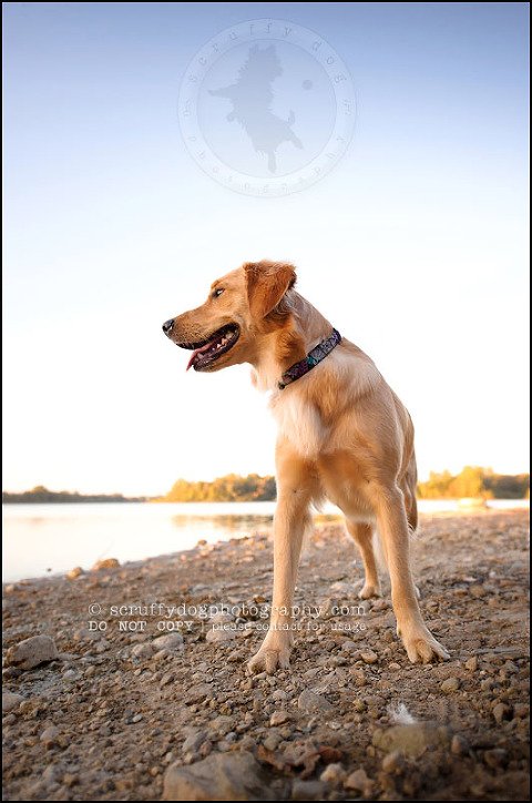 04 London pet photographer golden retriever brandi landry-274