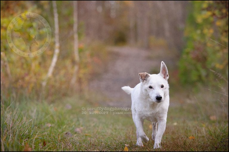 05 Burlington pet photographer jack russell cosmo debenedetti-165