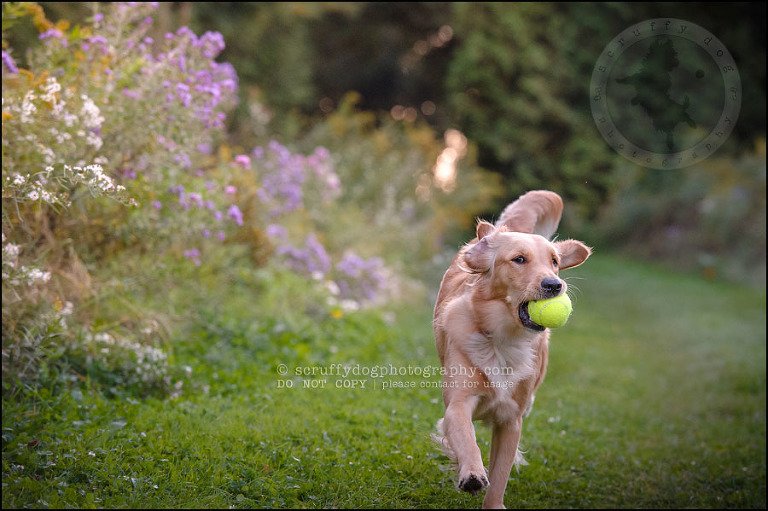05 London pet photographer golden retriever brandi landry-200