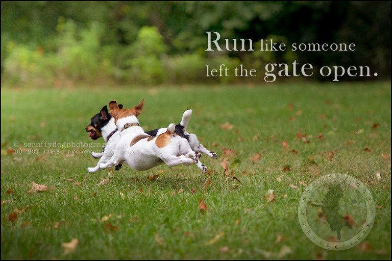 05 London pet photographer golden retriever cadie zoe wester-271-Edit