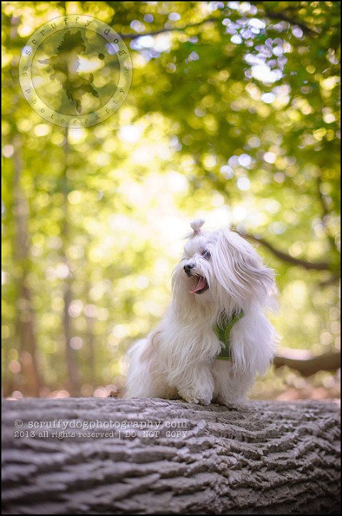 05 Waterloo pet photographer paddington corduroy wellington-148