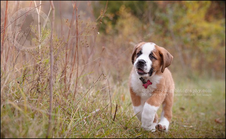 06 Brampton pet photographer puppy chevy dakota kozak-10