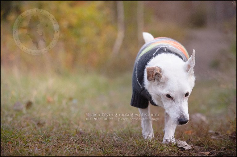 06 Burlington pet photographer jack russell cosmo debenedetti-121