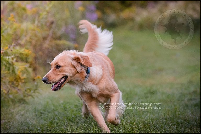 06 London pet photographer golden retriever brandi landry-140