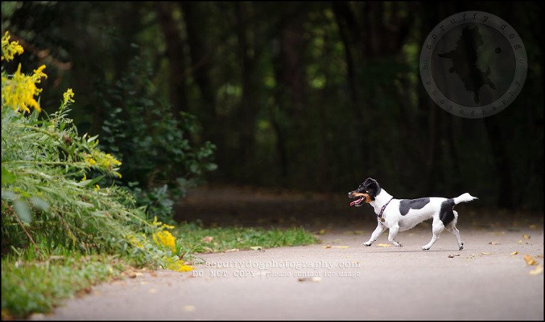 06 London pet photographer golden retriever cadie zoe wester-50