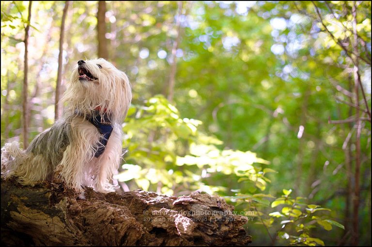 06 Waterloo pet photographer paddington corduroy wellington-129-Edit