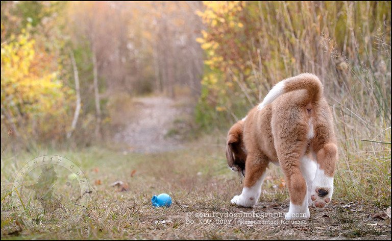 07 Brampton pet photographer puppy chevy dakota kozak-75