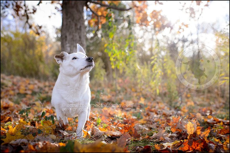 07 Burlington pet photographer jack russell cosmo debenedetti-275