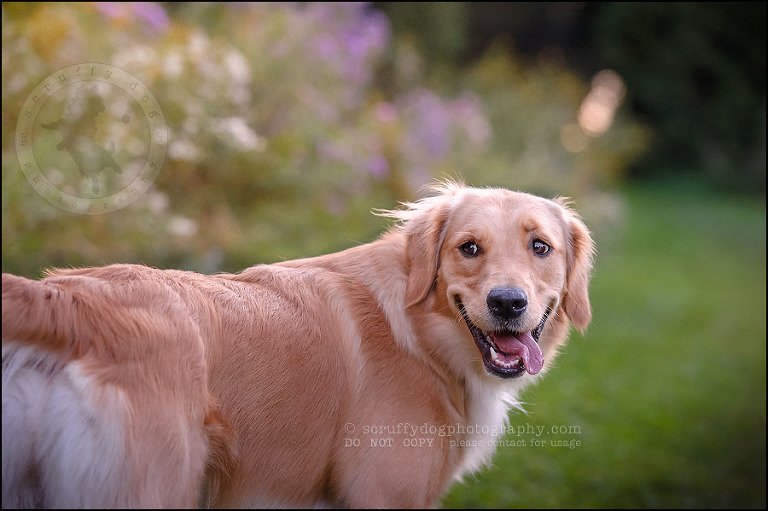 07 London pet photographer golden retriever brandi landry-203