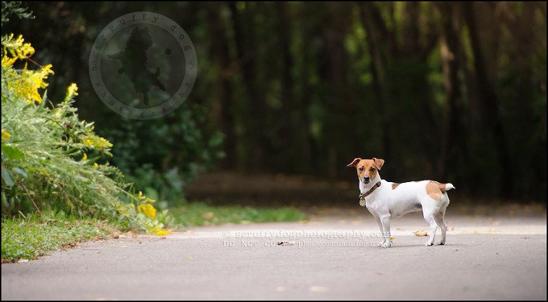 07 London pet photographer golden retriever cadie zoe wester-89