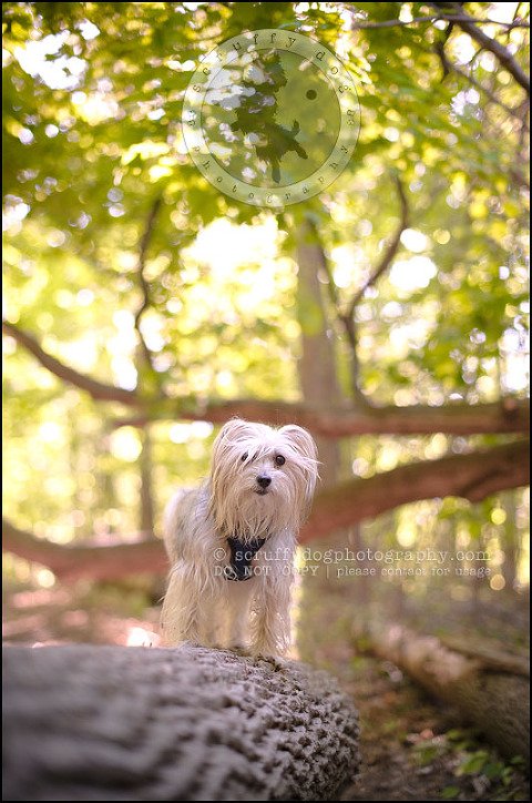 07 Waterloo pet photographer paddington corduroy wellington-252