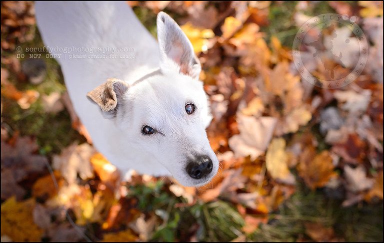 08 Burlington pet photographer jack russell cosmo debenedetti-297