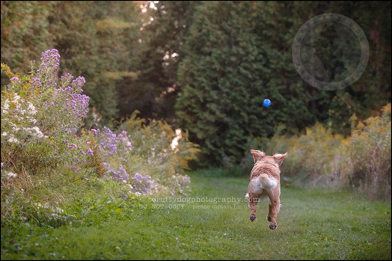 08 London pet photographer golden retriever brandi landry-240