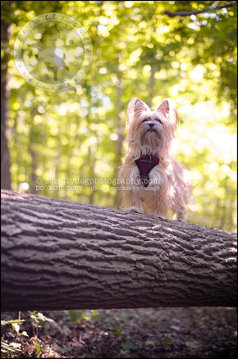 08 Waterloo pet photographer paddington corduroy wellington-182