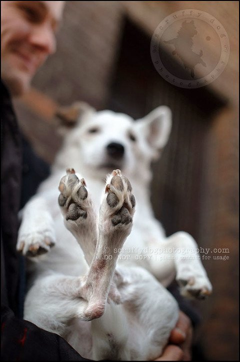 09 Burlington pet photographer jack russell cosmo debenedetti-253