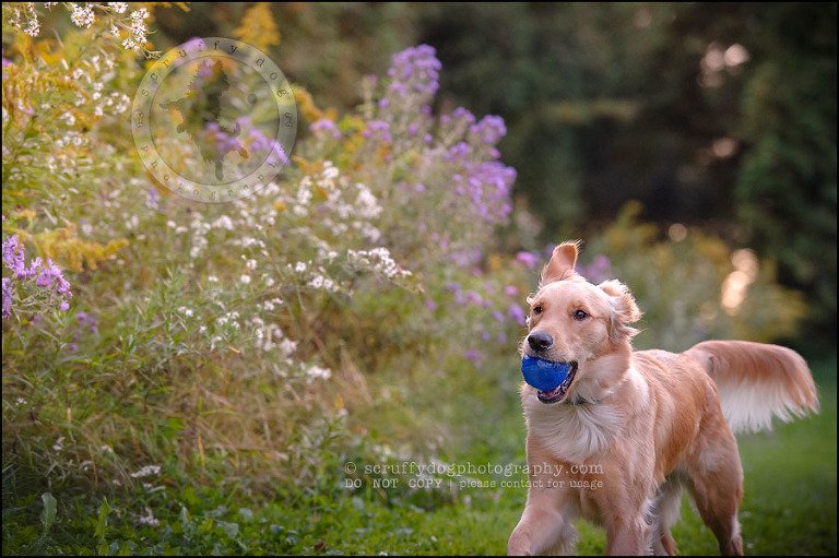 09 London pet photographer golden retriever brandi landry-247
