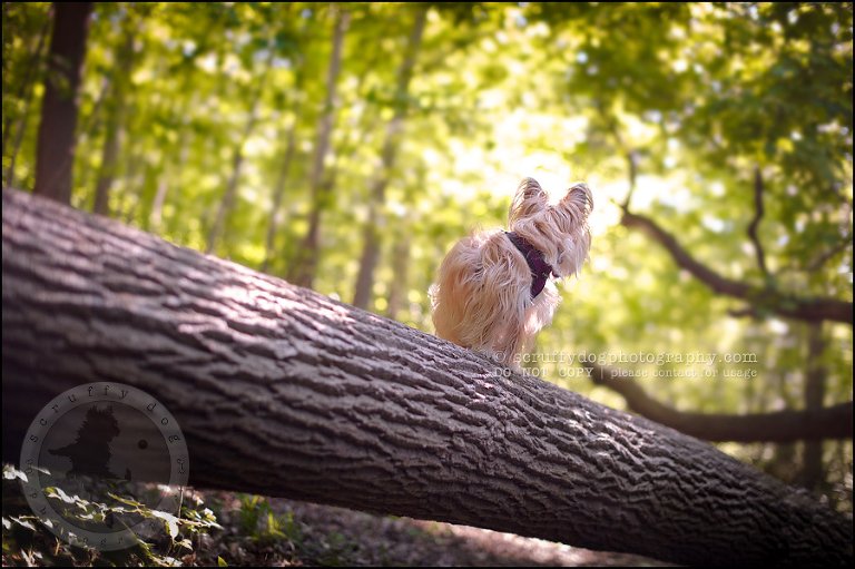 09 Waterloo pet photographer paddington corduroy wellington-196-Edit
