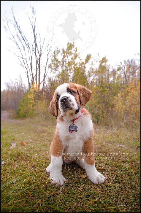 10 Brampton pet photographer puppy chevy dakota kozak-106