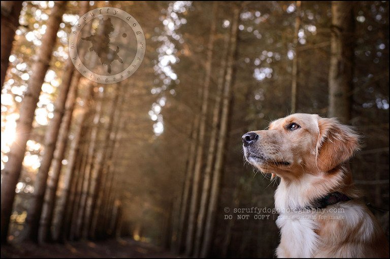 10 London pet photographer golden retriever brandi landry-90