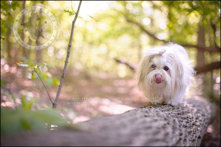 10 Waterloo pet photographer paddington corduroy wellington-176