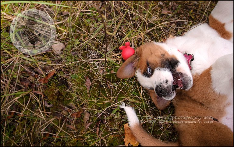 11 Brampton pet photographer puppy chevy dakota kozak-144