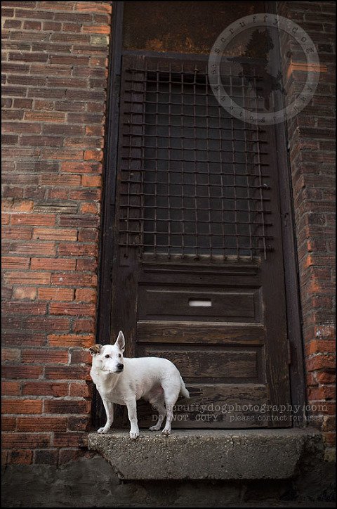 11 Burlington pet photographer jack russell cosmo debenedetti-361