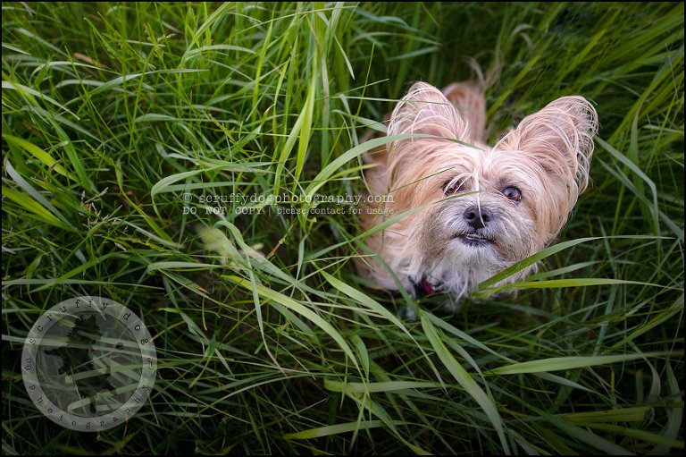 11 Waterloo pet photographer paddington corduroy wellington-265-Edit