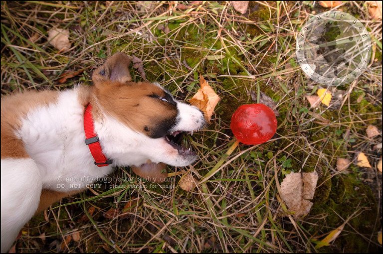 12 Brampton pet photographer puppy chevy dakota kozak-196