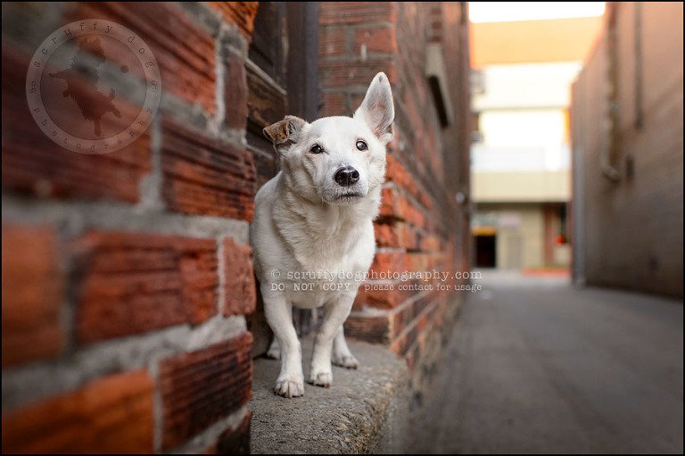 12 Burlington pet photographer jack russell cosmo debenedetti-387