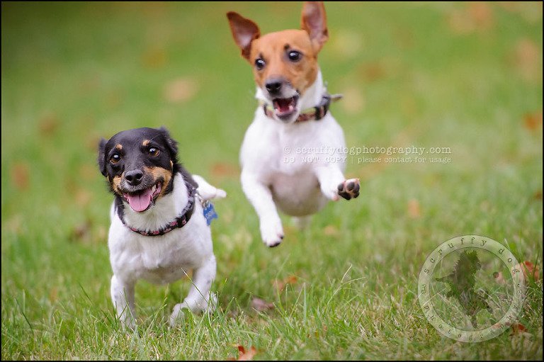 12 London pet photographer golden retriever cadie zoe wester-289