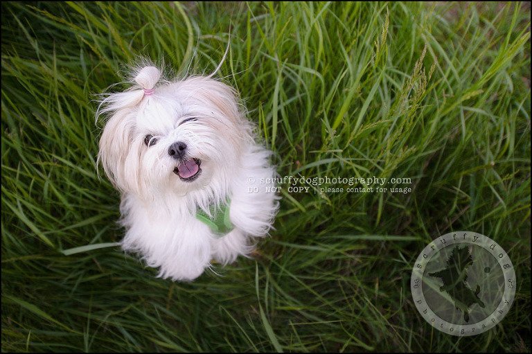 12 Waterloo pet photographer paddington corduroy wellington-338