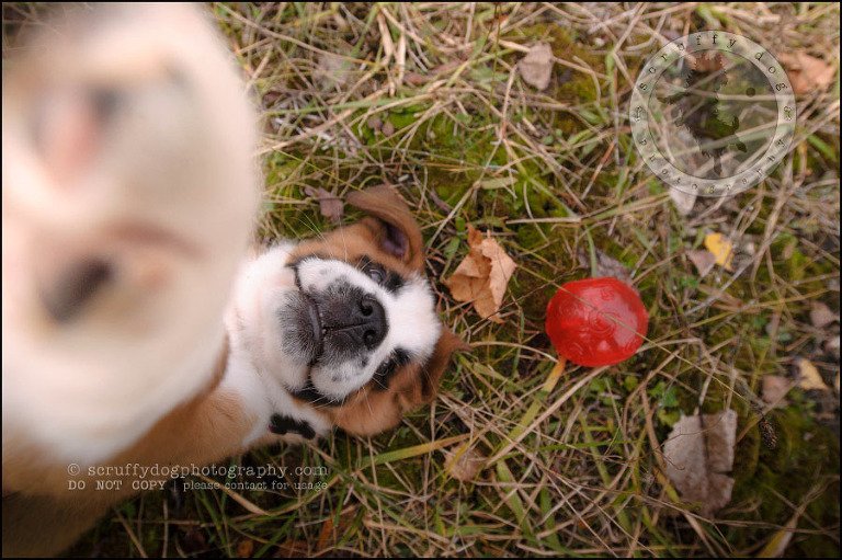 13 Brampton pet photographer puppy chevy dakota kozak-194