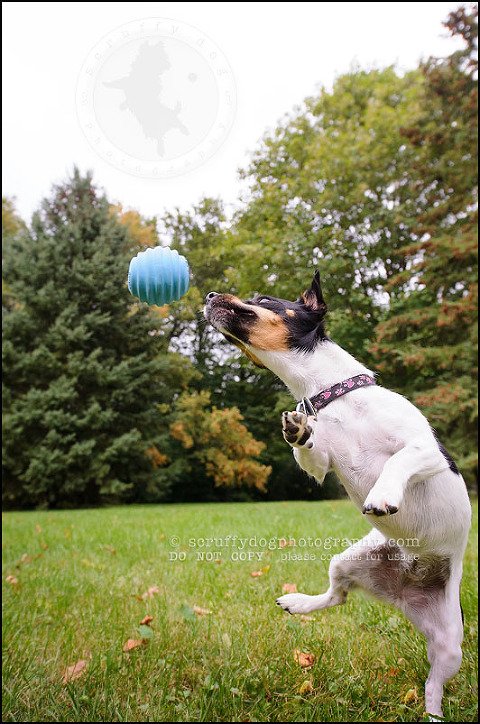 13 London pet photographer golden retriever cadie zoe wester-463