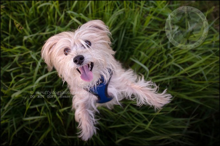 13 Waterloo pet photographer paddington corduroy wellington-316