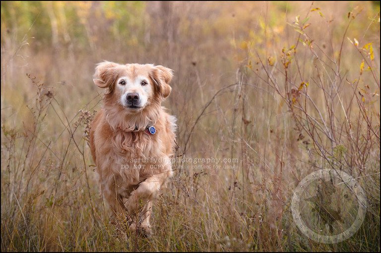 14 Brampton pet photographer puppy chevy dakota kozak-379-Edit