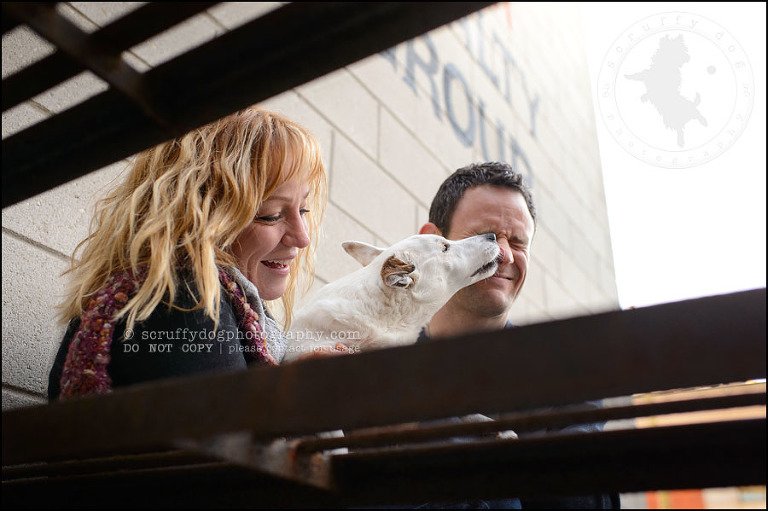 14 Burlington pet photographer jack russell cosmo debenedetti-392