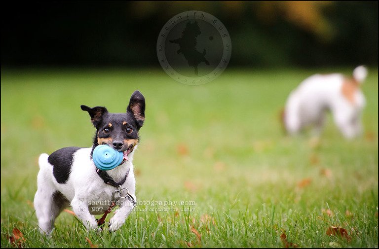 14 London pet photographer golden retriever cadie zoe wester-326