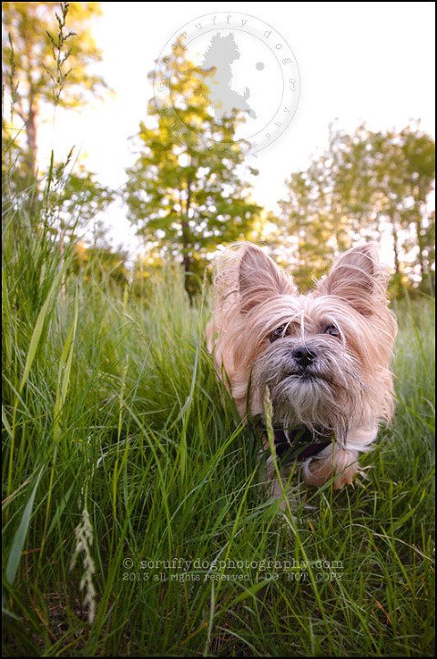 14 Waterloo pet photographer paddington corduroy wellington-373