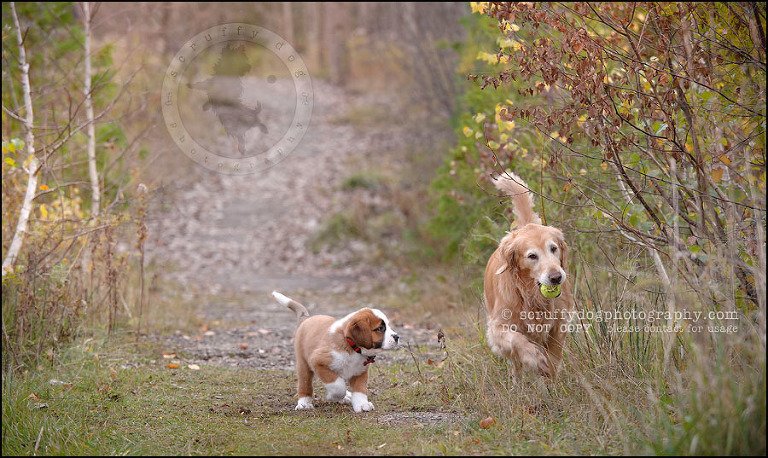 15 Brampton pet photographer puppy chevy dakota kozak-314