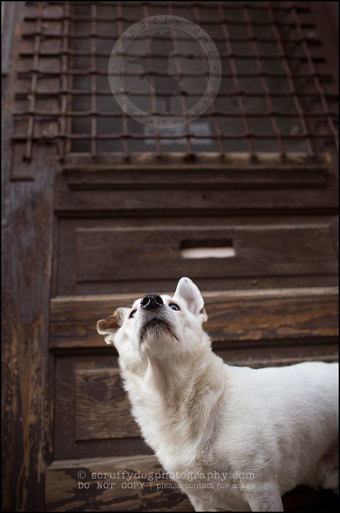 15 Burlington pet photographer jack russell cosmo debenedetti-378