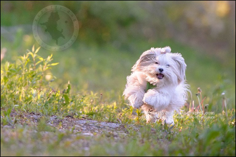 15 Waterloo pet photographer paddington corduroy wellington-459